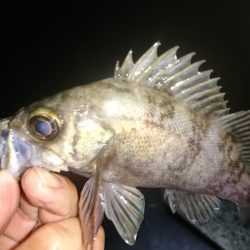 フロートリグのメバル